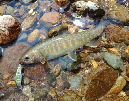 尺イワナ３本 ～九頭竜川水系～